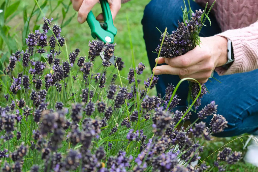 SOULSTICE HERBS PASTIS